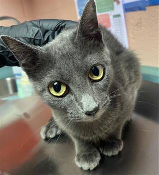 MOOSE -  Domestic Short Hair Cat for Adoption in Columbia, South Carolina - MOOSE | PetCurious