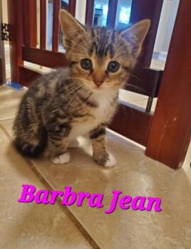 Barbra Jean -  Domestic Short Hair Cat for Adoption in Pomona, New York - Barbra Jean | PetCurious