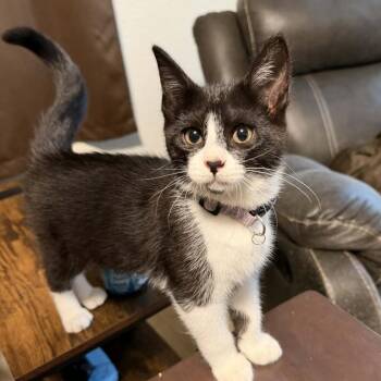 Calypso -  Domestic Short Hair Cat for Adoption in Veneta, Oregon - Calypso | PetCurious