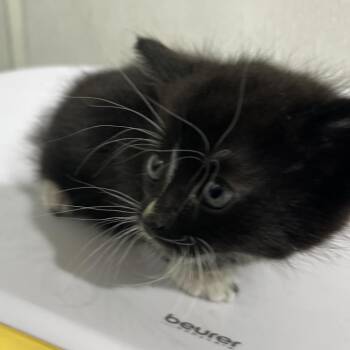 Ophelia -  Domestic Short Hair Cat for Adoption in Tampa, Florida - Ophelia | PetCurious