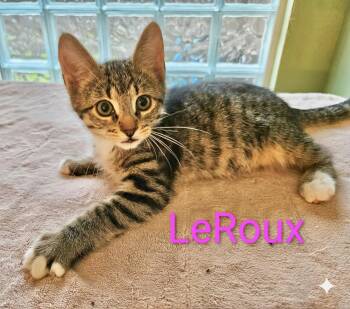Domestic Short Hair Cats Available for Adoption - LeRoux - North Conroe Petsmart  | PetCurious
