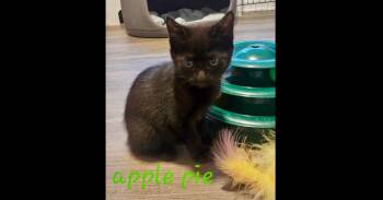 Apple Pie -  Domestic Short Hair Cat for Adoption in Chalfont, Pennsylvania - Apple Pie | PetCurious