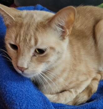 Domestic Short Hair Cats Available for Adoption - Sammy | PetCurious