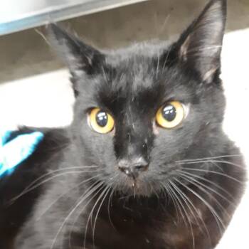 Domestic Short Hair Cats Available for Adoption - Cleric | PetCurious