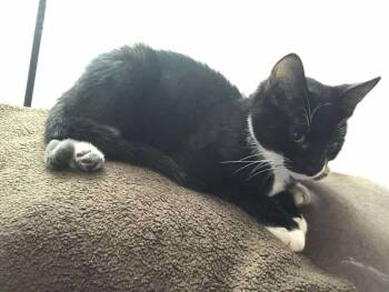 Rescue Domestic Short Hair Cats for Adoption in Emporia, Kansas - Tib | PetCurious