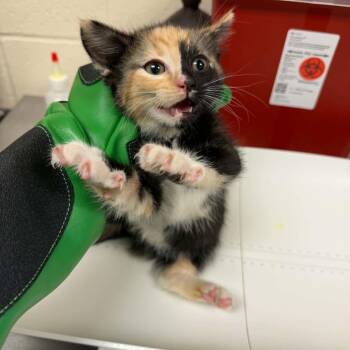 Spade -  Domestic Short Hair Cat for Adoption in Reno, Nevada - Spade | PetCurious