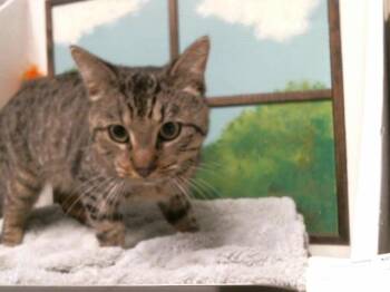 Domestic Short Hair Cats Available for Adoption - MONTY | PetCurious