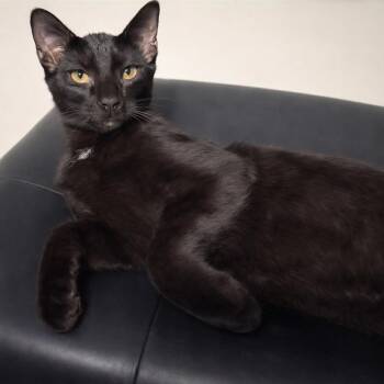 Domestic Short Hair Cats Available for Adoption in Chandler, Arizona - Rascal Rascalton | PetCurious