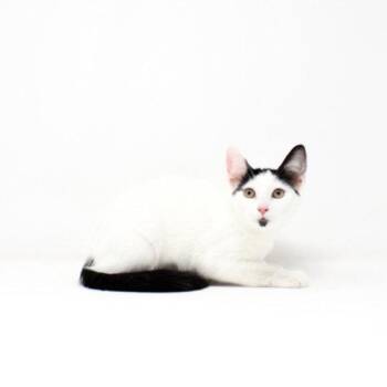 LC -  Domestic Short Hair Cat for Adoption in Florence, Arizona - LC | PetCurious