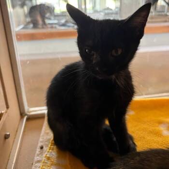 Lil Fred -  Domestic Short Hair Cat for Adoption in Leander, Texas - Lil Fred | PetCurious