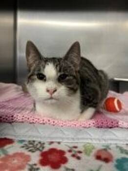 Domestic Short Hair Cats Available for Adoption - Bilbo Baggins | PetCurious