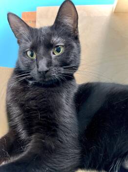 Wednesday -  Domestic Short Hair Cat for Adoption in Estherville, Iowa - Wednesday | PetCurious