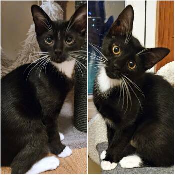 Rescue Domestic Short Hair Cats for Adoption - Amelia & Calala | PetCurious