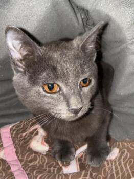 Tucker -  Domestic Short Hair Cat for Adoption in Fishers, Indiana - Tucker | PetCurious