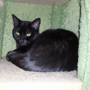 Aster -  Domestic Short Hair Cat for Adoption in Ballston Spa, New York - Aster | PetCurious