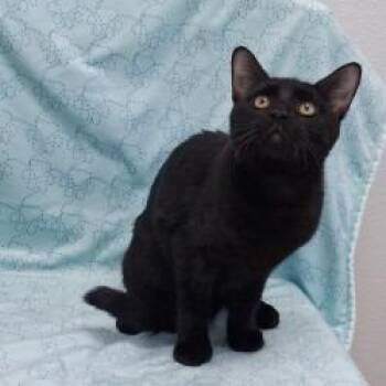 Kitten (2) 08/28/2026 -  Domestic Short Hair Cat for Adoption in Bullhead City, Arizona - Kitten (2) 08/28/2026 | PetCurious