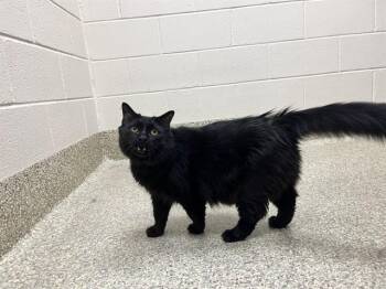 CTHULU -  Domestic Long Hair Cat for Adoption in Colorado Springs, Colorado - CTHULU | PetCurious