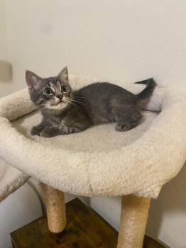 Glimmer -  Domestic Short Hair Cat for Adoption in San Antonio, Texas - Glimmer | PetCurious