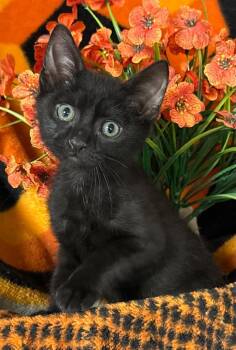 6/5/26 Shadow -  Domestic Short Hair Cat for Adoption in Stillwater, Oklahoma - 6/5/26 Shadow | PetCurious