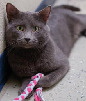 Domestic Short Hair Cats Available for Adoption - Indigo | PetCurious