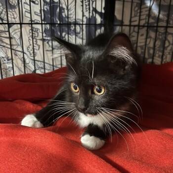 Millie -  Domestic Short Hair Cat for Adoption in Waldorf, Maryland - Millie | PetCurious