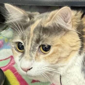 Zoey -  Domestic Medium Hair Cat for Adoption in Pittsford, Vermont - Zoey | PetCurious
