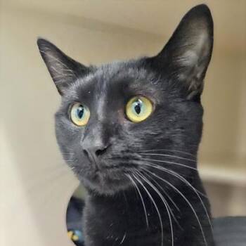 Domestic Short Hair Cats Available for Adoption in Atlanta, Georgia - Sammy | PetCurious