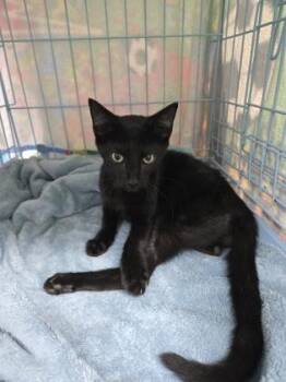 Pine -  Domestic Short Hair Cat for Adoption in Gainesville, Florida - Pine | PetCurious