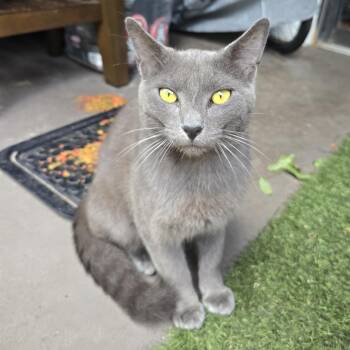 Domestic Short Hair and Russian Blue Cats Available for Adoption in Pompano Beach, Florida - Malish | PetCurious