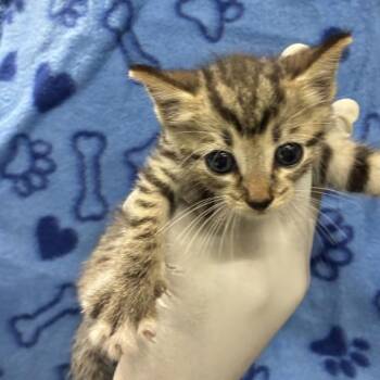 COLRESS -  Domestic Short Hair Cat for Adoption in Pensacola, Florida - COLRESS | PetCurious