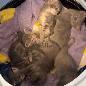 Shark -  Domestic Short Hair Cat for Adoption in Walker, Michigan - Shark | PetCurious