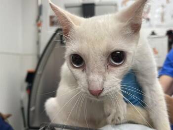LUNA -  Domestic Short Hair Cat for Adoption in Fort Lauderdale, Florida - LUNA | PetCurious