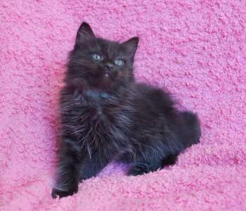 Puff -  Domestic Long Hair and Maine Coon Cat for Adoption in St. Augustine, Florida - Puff | PetCurious