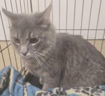 Domestic Medium Hair and Domestic Short Hair Cats Available for Adoption - Jasper | PetCurious