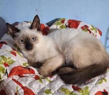KITTEN MARCO -  Siamese Cat for Adoption in Franklin, Tennessee - KITTEN MARCO | PetCurious