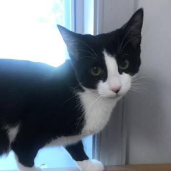 Domestic Short Hair Cats Available for Adoption - Chloe (FKA Inky) | PetCurious