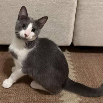 Drambuie -  Domestic Short Hair Cat for Adoption in Jupiter, Florida - Drambuie | PetCurious