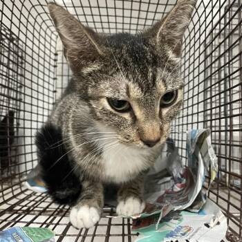Domestic Short Hair Cats Available for Adoption in Edinburg, Texas - Stevie Nicks | PetCurious