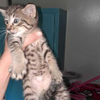 Spock -  Domestic Short Hair Cat for Adoption in Fayetteville, Arkansas - Spock | PetCurious