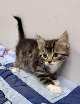 Slaw -  Domestic Short Hair Cat for Adoption in Watkinsville, Georgia - Slaw | PetCurious