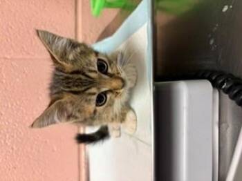 LOVER BOY -  Domestic Short Hair Cat for Adoption in Columbia, South Carolina - LOVER BOY | PetCurious