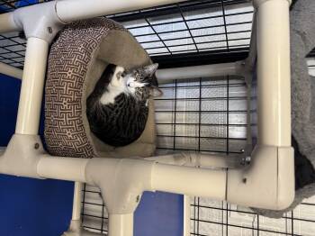 Rescue Domestic Short Hair Cats for Adoption in Hoopeston, Illinois - Henrietta | PetCurious