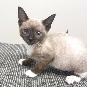 Depeche Mode -  Domestic Short Hair Cat for Adoption in Los Angeles, California - Depeche Mode | PetCurious