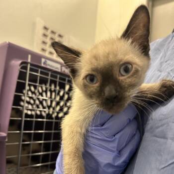 Joey -  Domestic Medium Hair Cat for Adoption in Park City, Utah - Joey | PetCurious