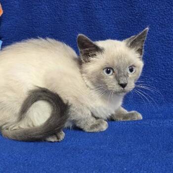 Smokey -  Siamese Cat for Adoption in Waterloo, Iowa - Smokey | PetCurious