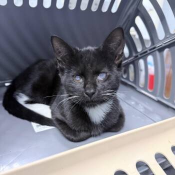 Princess Leia -  Domestic Short Hair Cat for Adoption in Summerville, South Carolina - Princess Leia | PetCurious