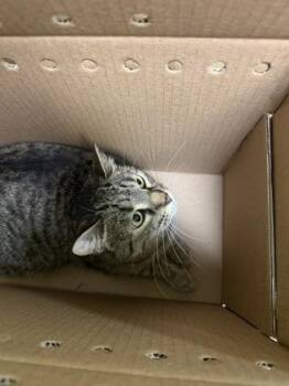 Domestic Short Hair Cats Available for Adoption - Beans | PetCurious