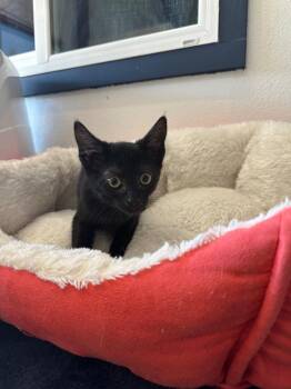 Elizabeth -  Domestic Short Hair Cat for Adoption in Newberg, Oregon - Elizabeth | PetCurious