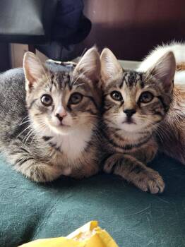 Morgan Malia and Magnolia -  Tabby Cat for Adoption in Charlotte, North Carolina - Morgan Malia And Magnolia | PetCurious