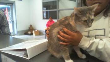 Domestic Short Hair Cats Available for Adoption - RUDY | PetCurious